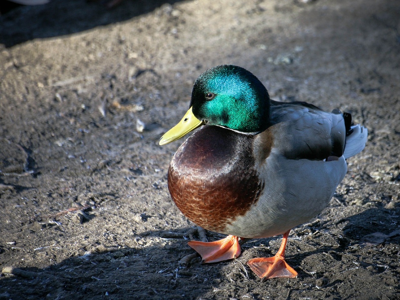 drake duck zoo free photo