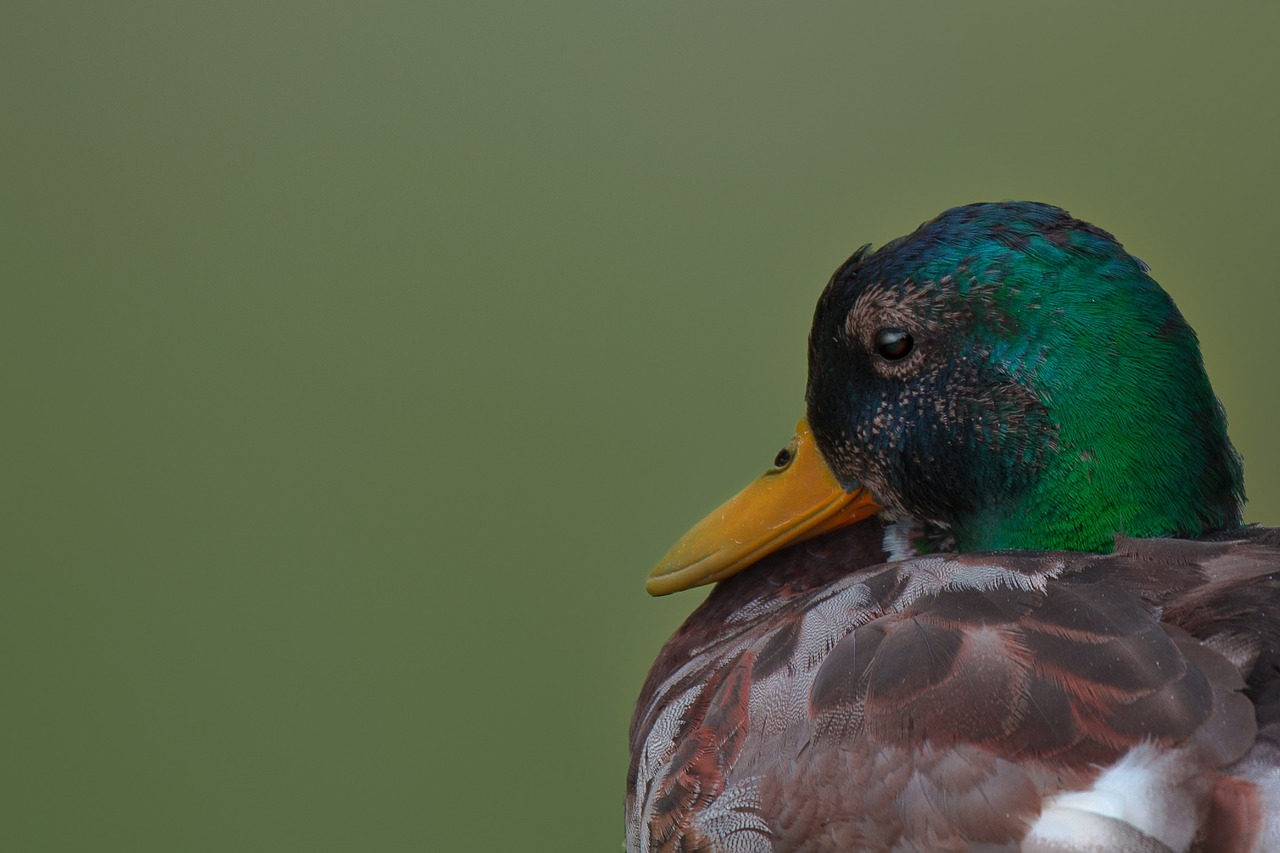 drake mallard duck free photo