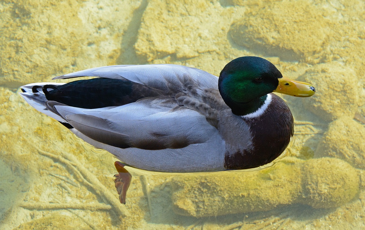 drake duck mallard free photo