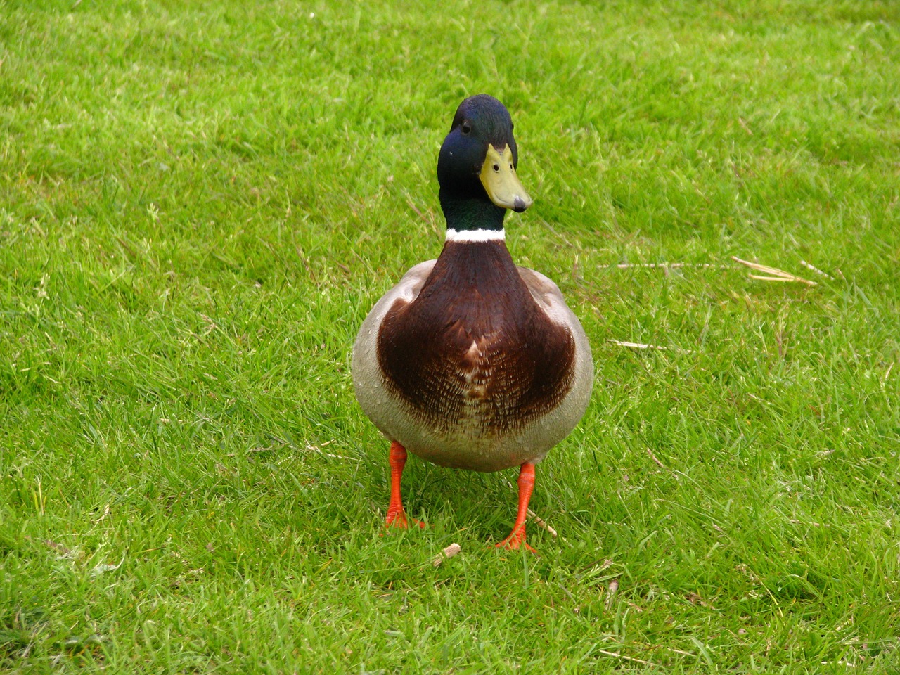 drake meadow animal free photo