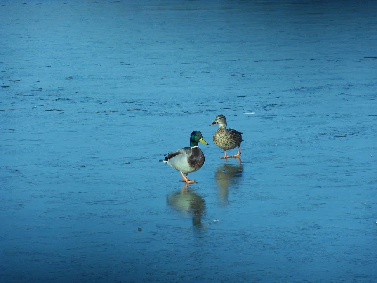 drake and duck ice lake free photo