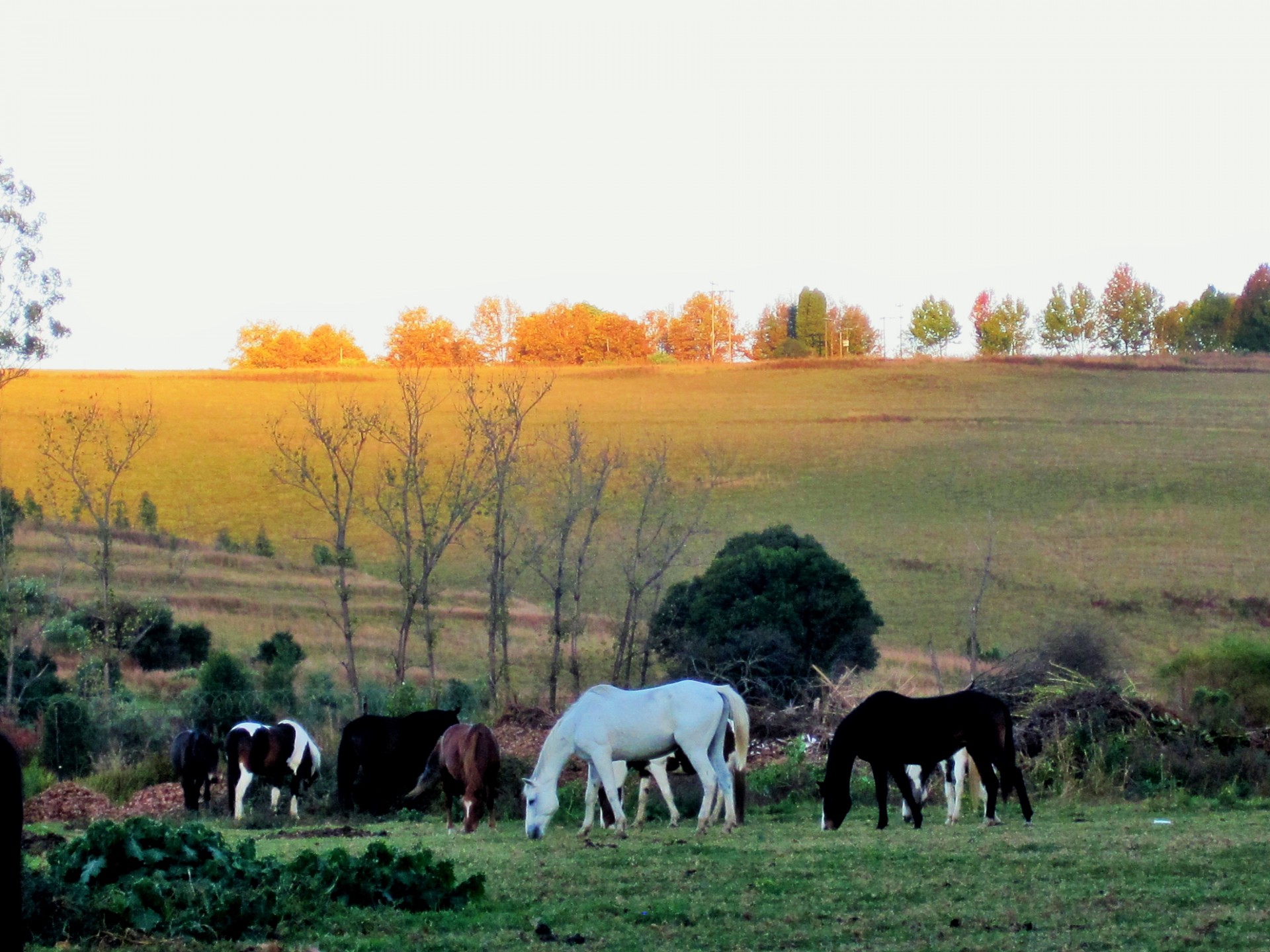 meadow green hill free photo