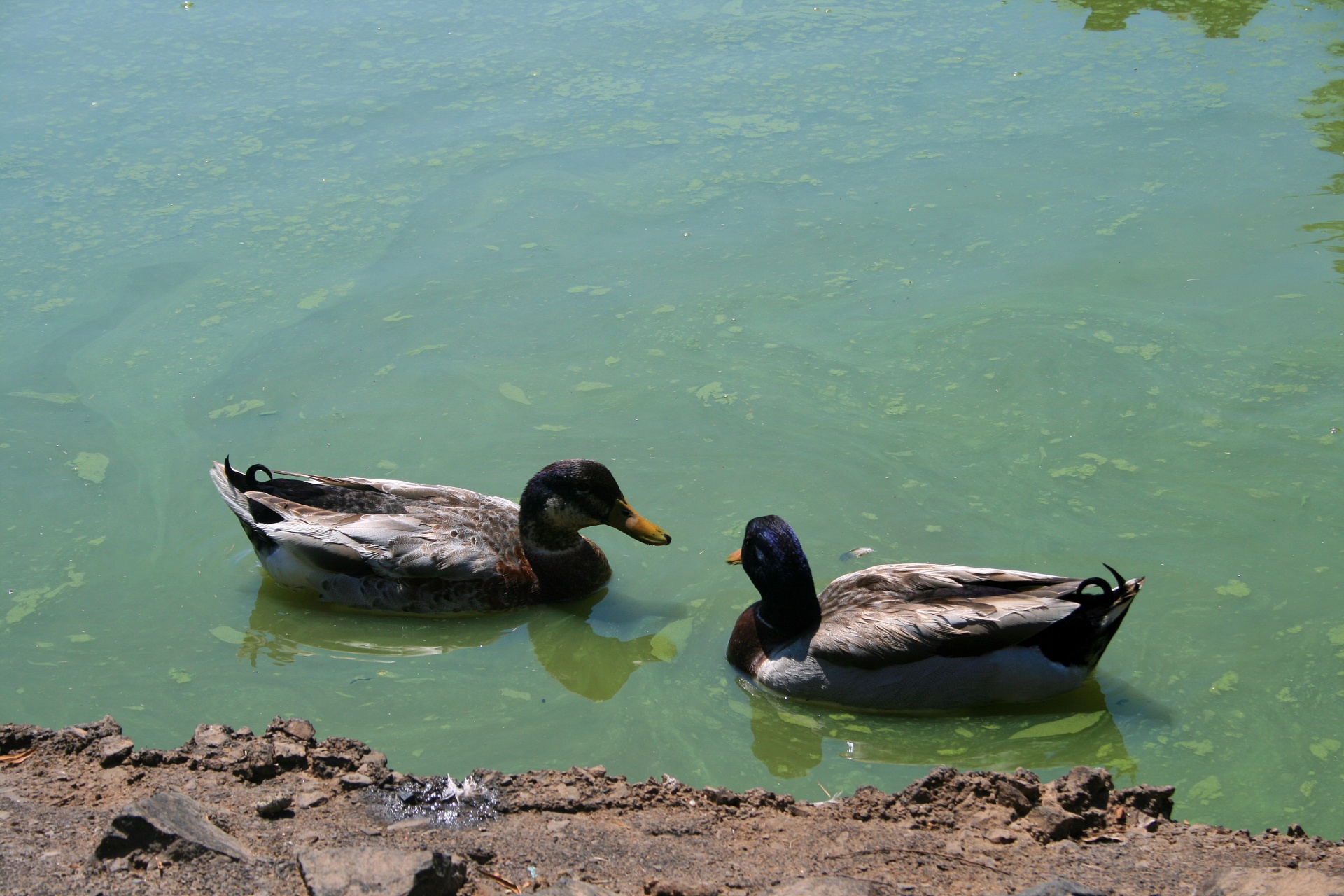 ducks male mallard free photo