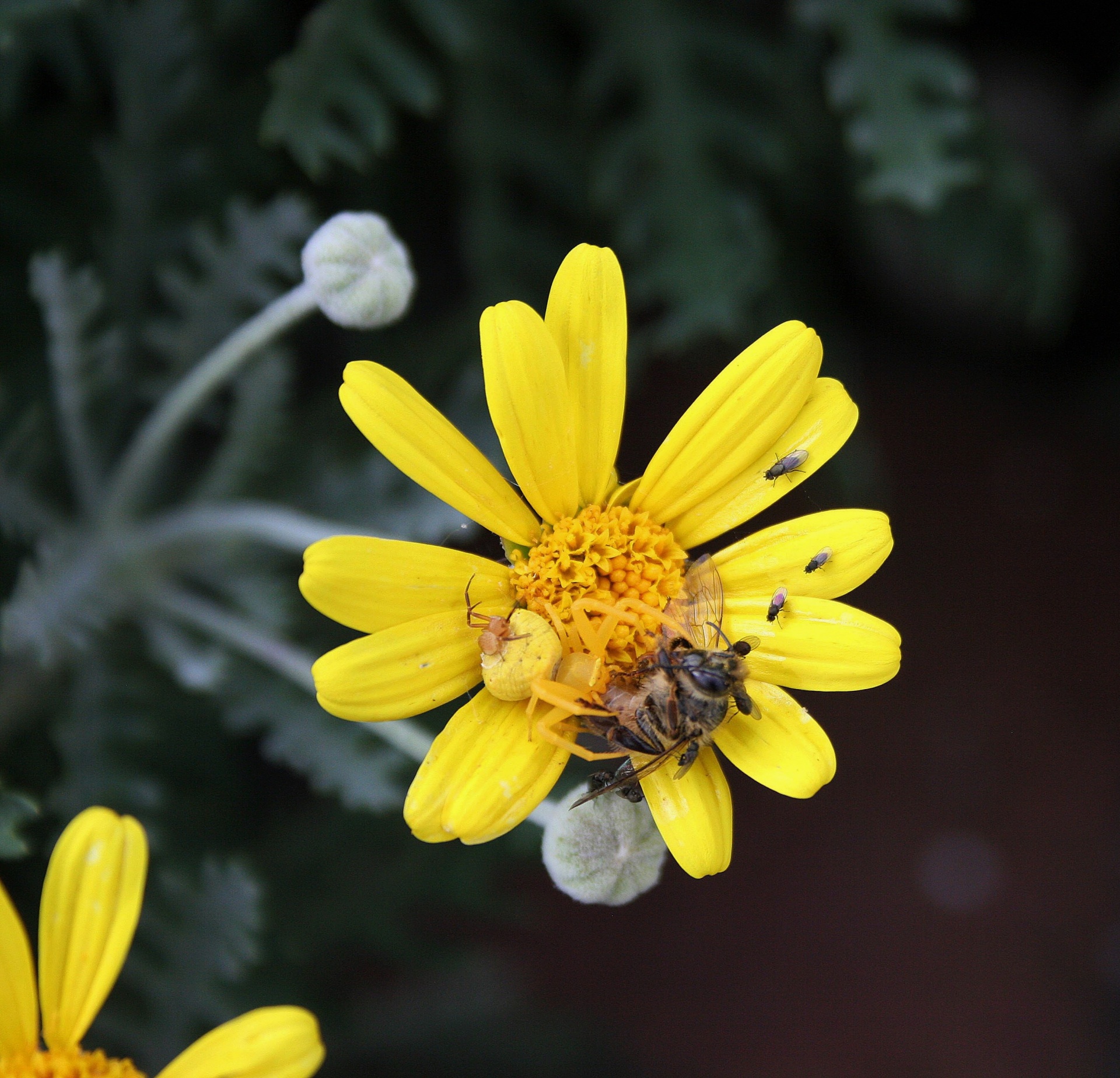 crab spiders dead bee being eaten free photo
