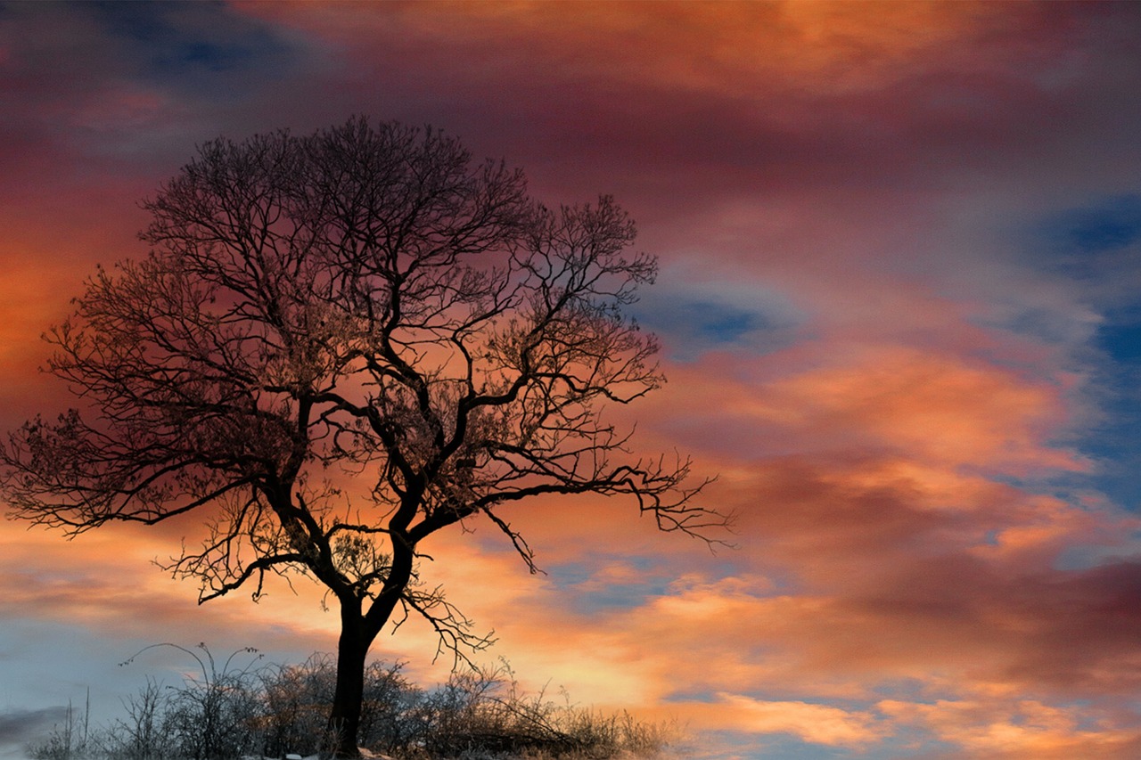 dramatic sky clouds tree free photo