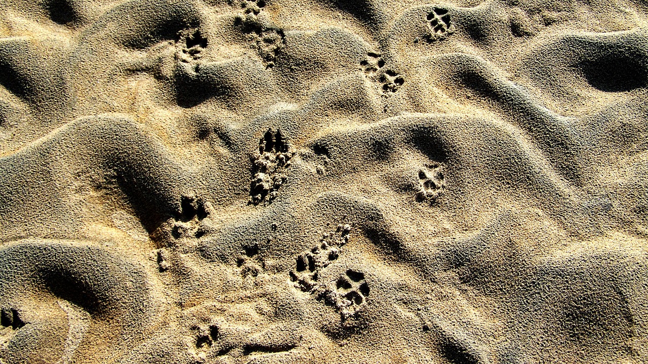 drava shelf animal footprints free photo