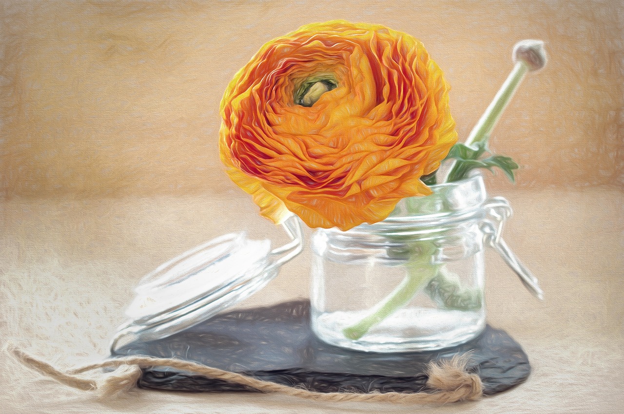 drawing flower ranunculus free photo