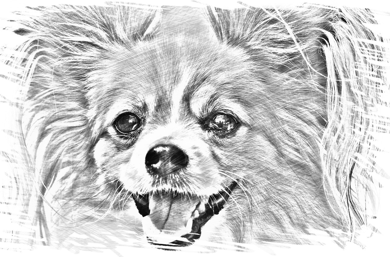 drawing dog chihuahua free photo