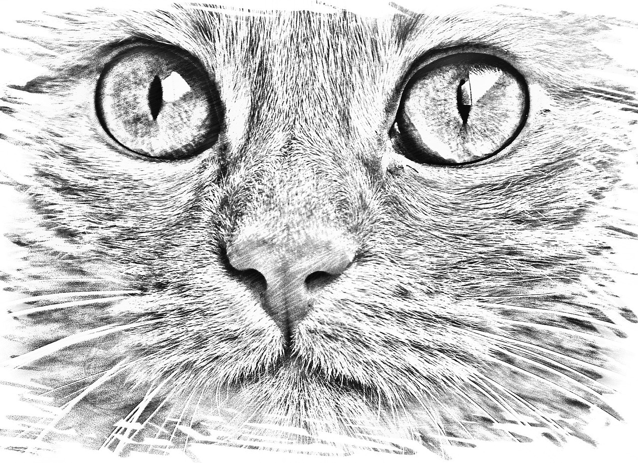 drawing cat face free photo