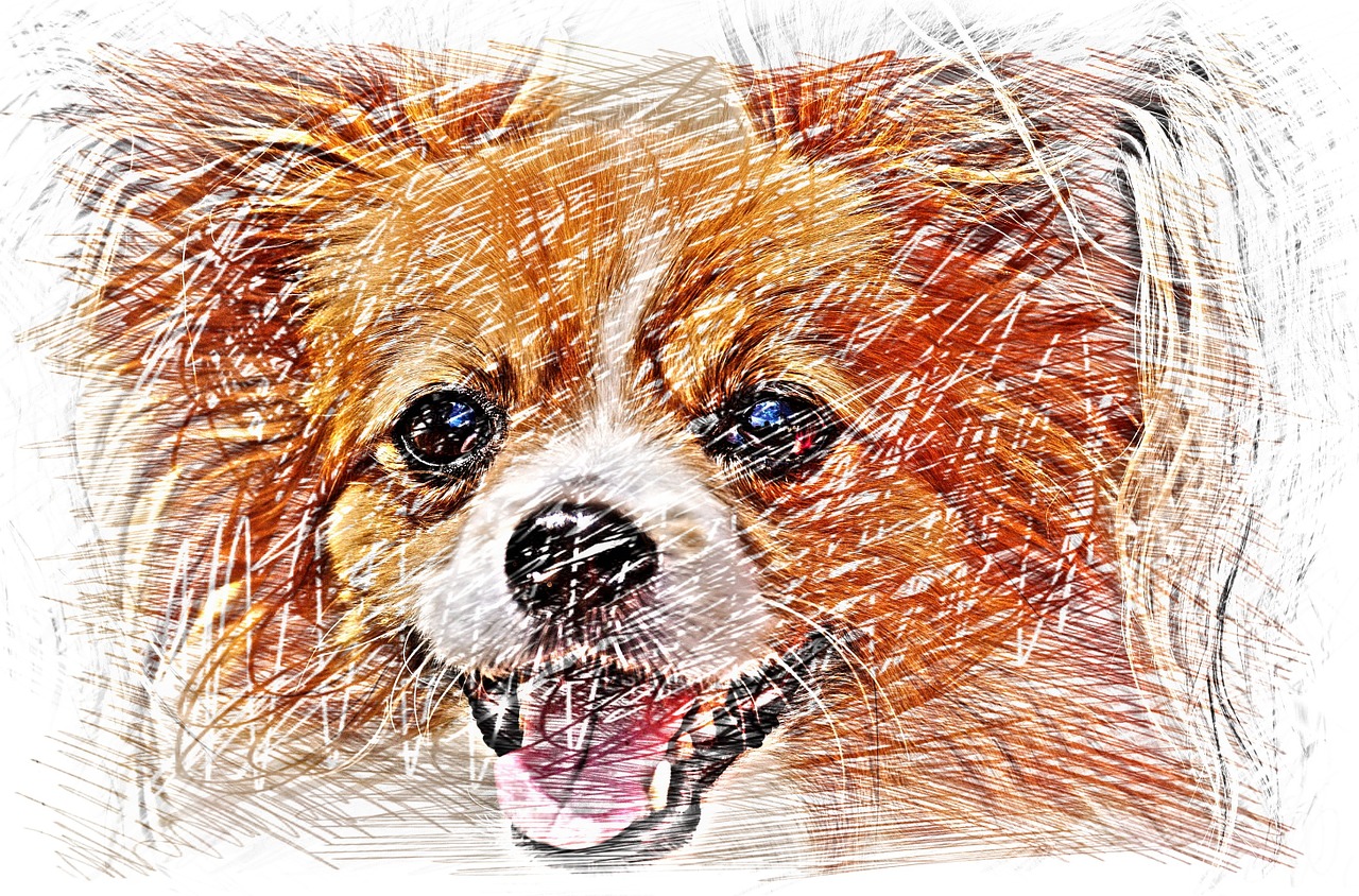 drawing dog chihuahua free photo