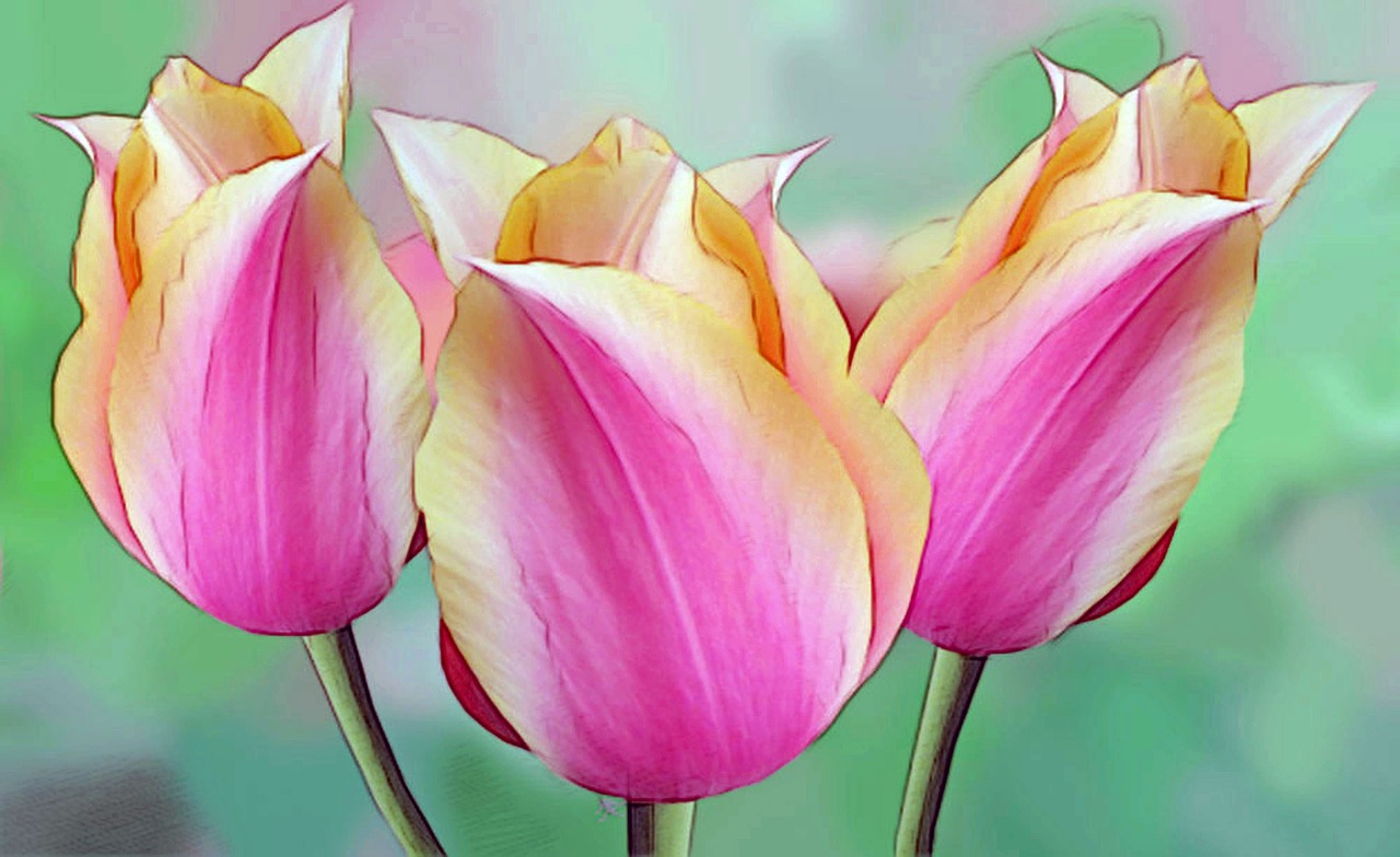 drawing tulips flowers free photo