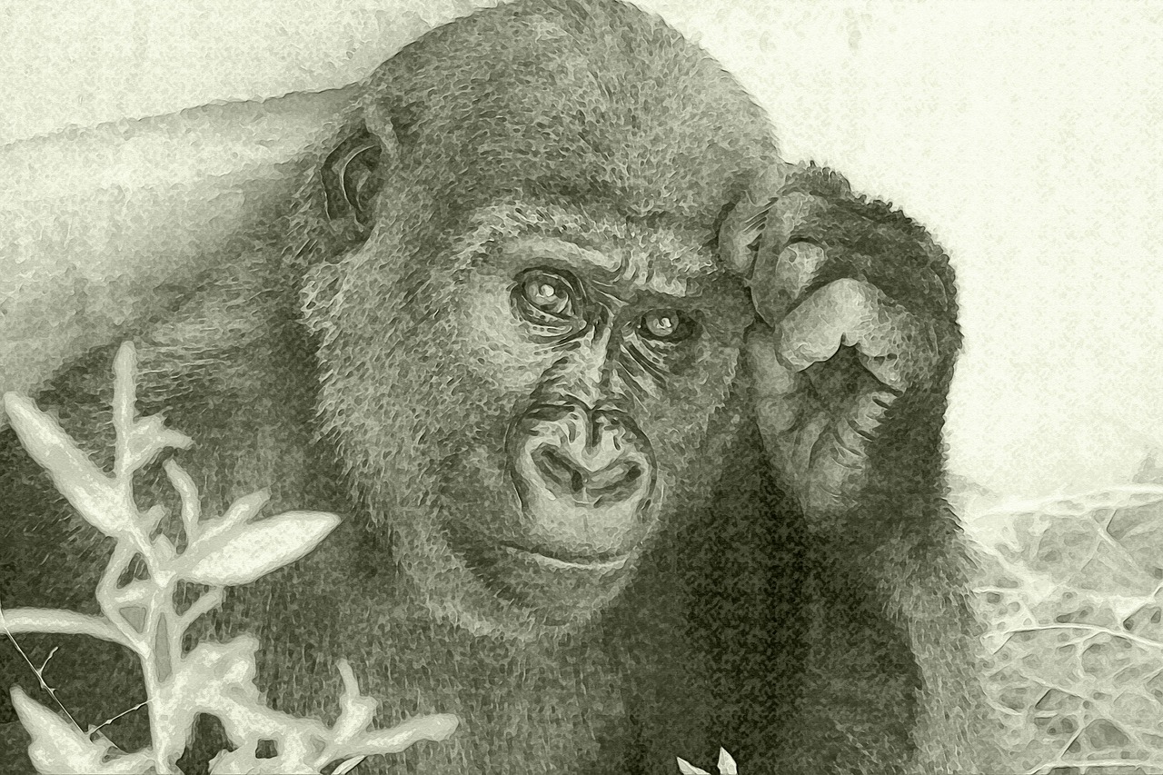drawing gorilla look free photo
