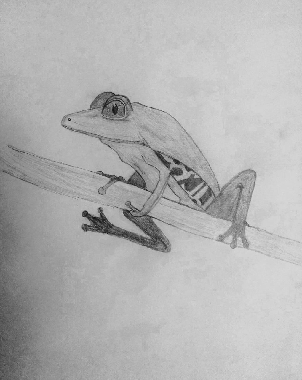 drawing frog animal free photo