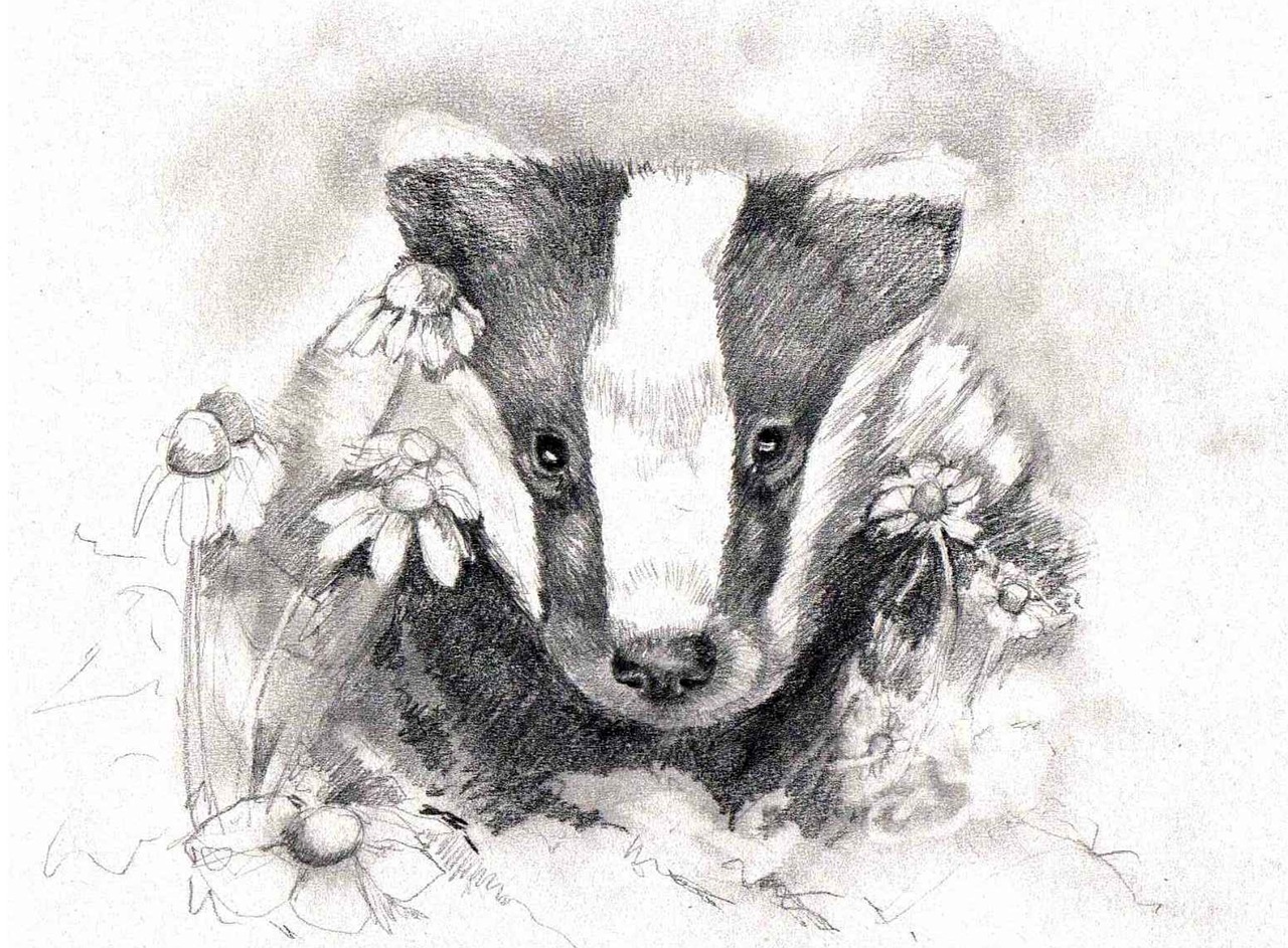 drawing art badger free photo