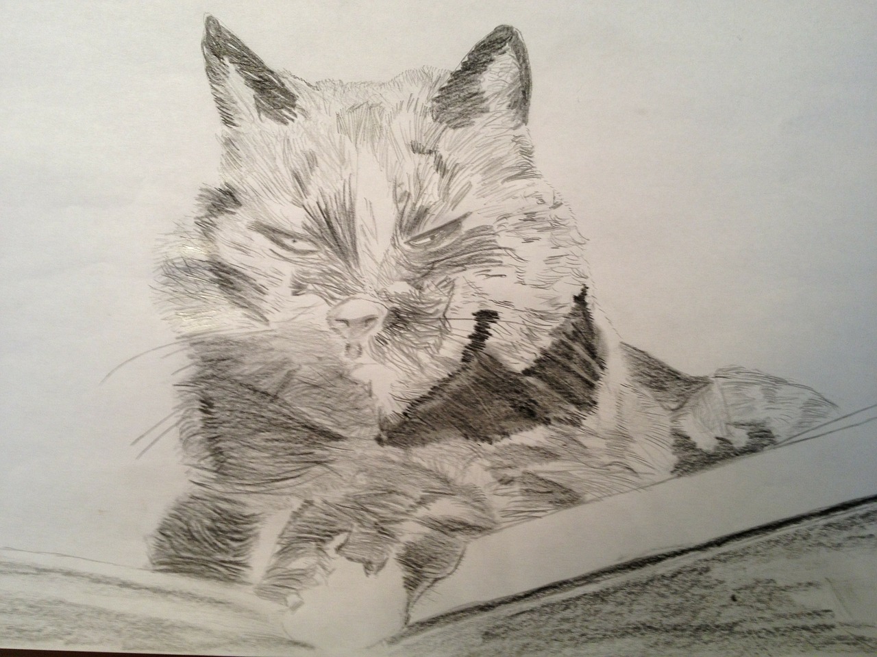 drawing pencil cat free photo