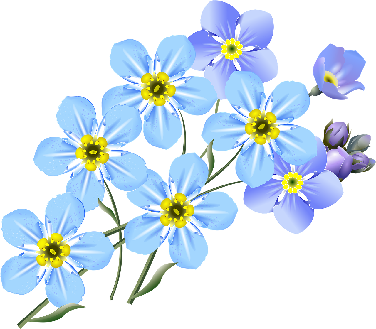 drawing forget-me-nots blue free photo