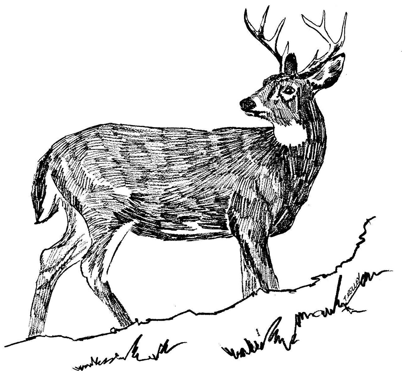 drawing black deer free photo