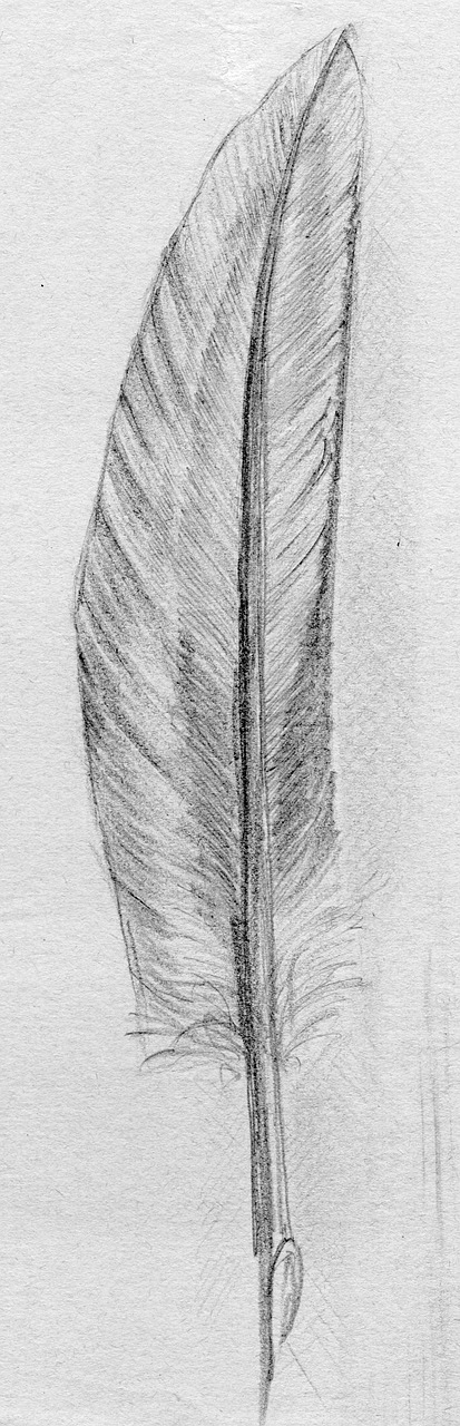 drawing  feather  nature free photo