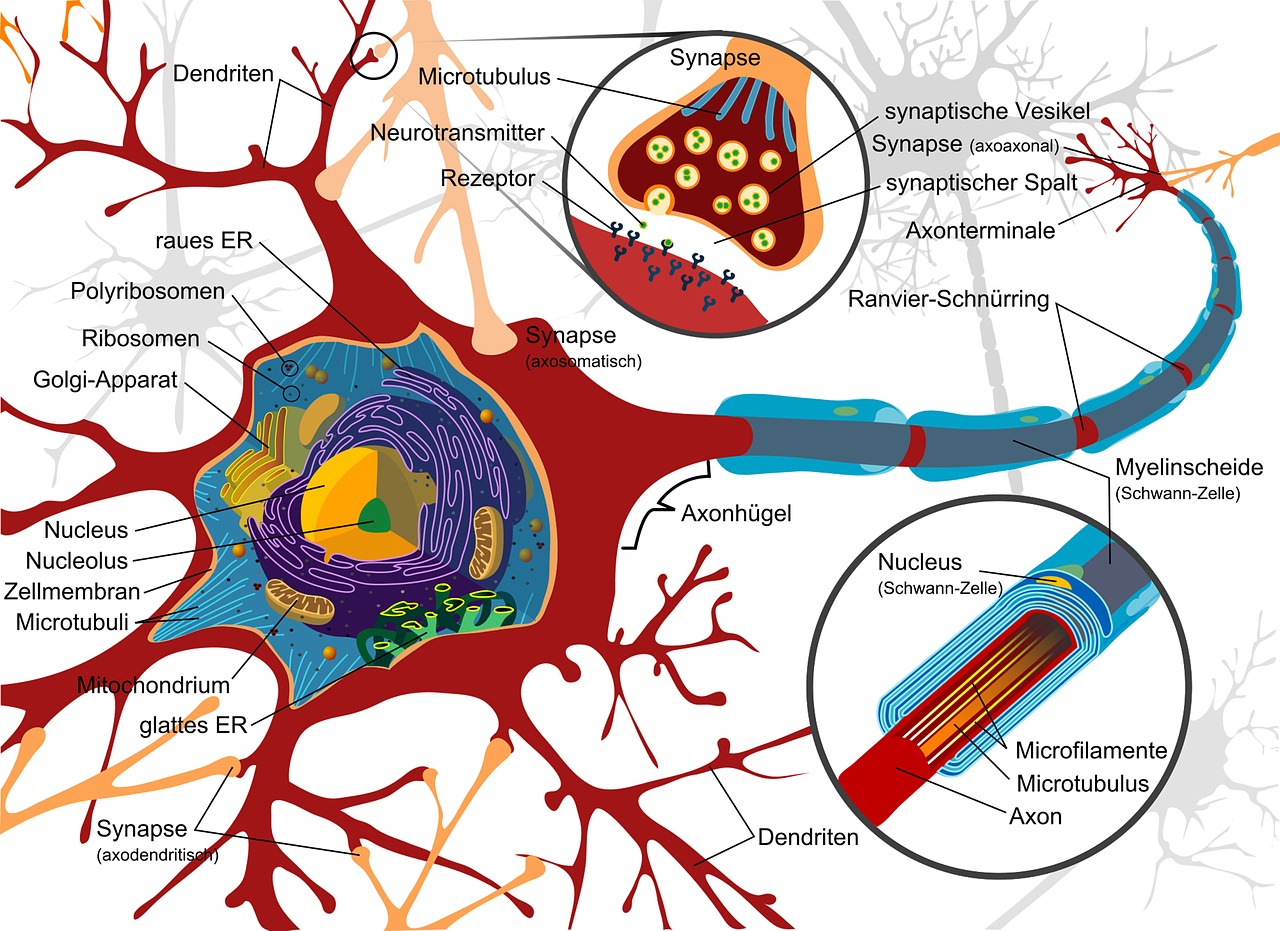 drawing nerve cell neurone free photo