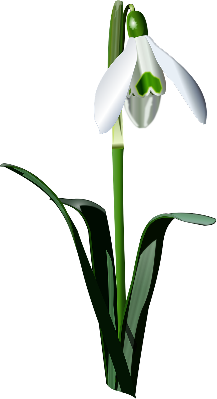 Drawing Of Realistic Snowdrop Flower Nature Plant Free Vector Graphics Free Image From Needpix Com