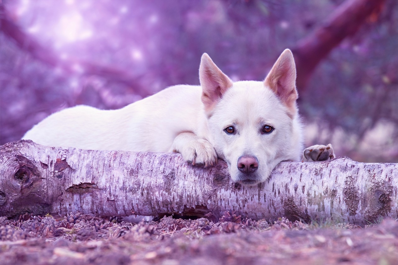 dream dog pet free photo