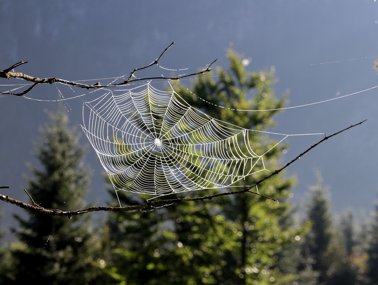 dream catcher spider cobweb free photo
