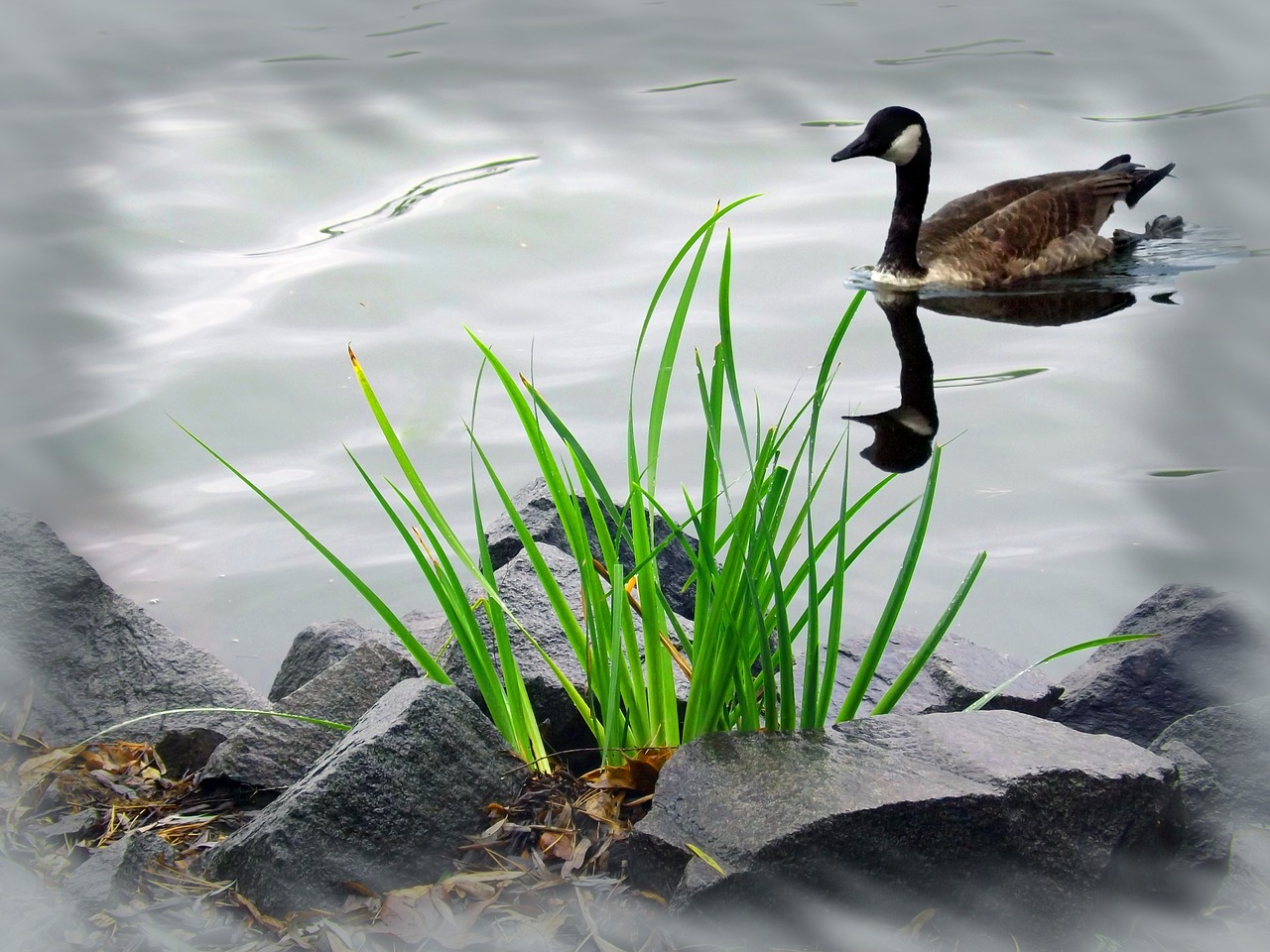 dreamy wildlife river free photo