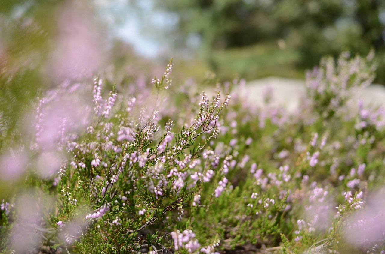 dreamy  flowers  on the rock free photo