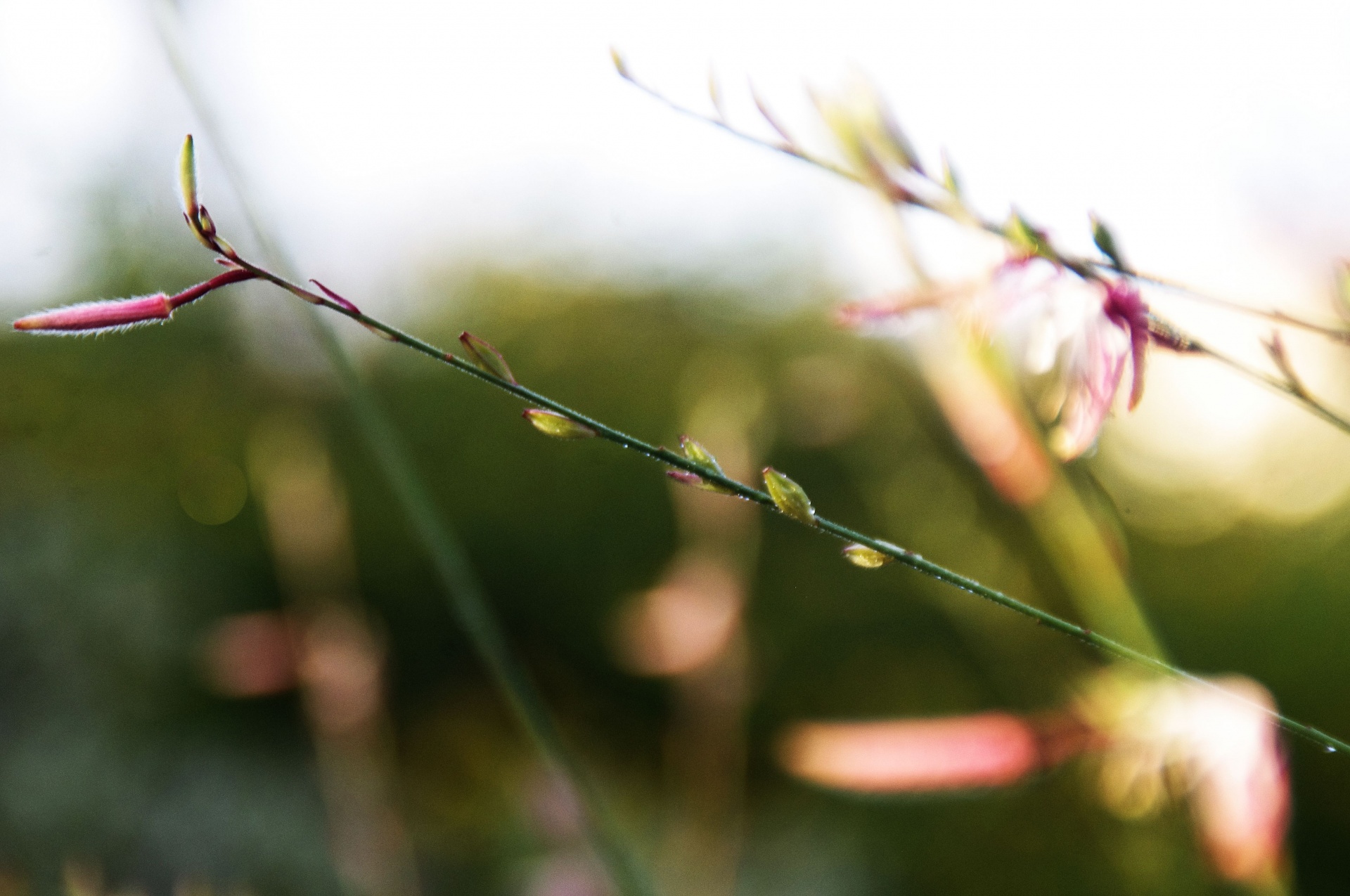 dreamy delicate buds free photo