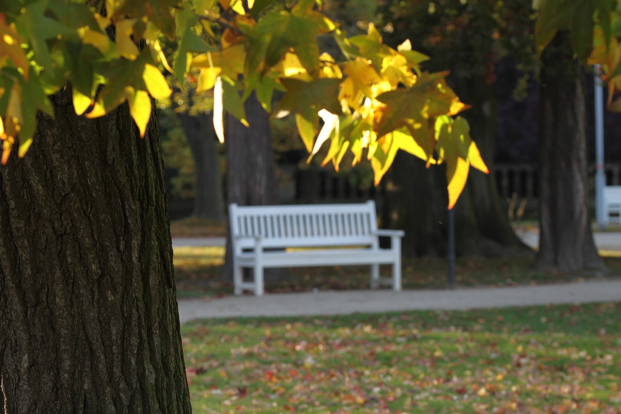 dresden  nature  travel free photo