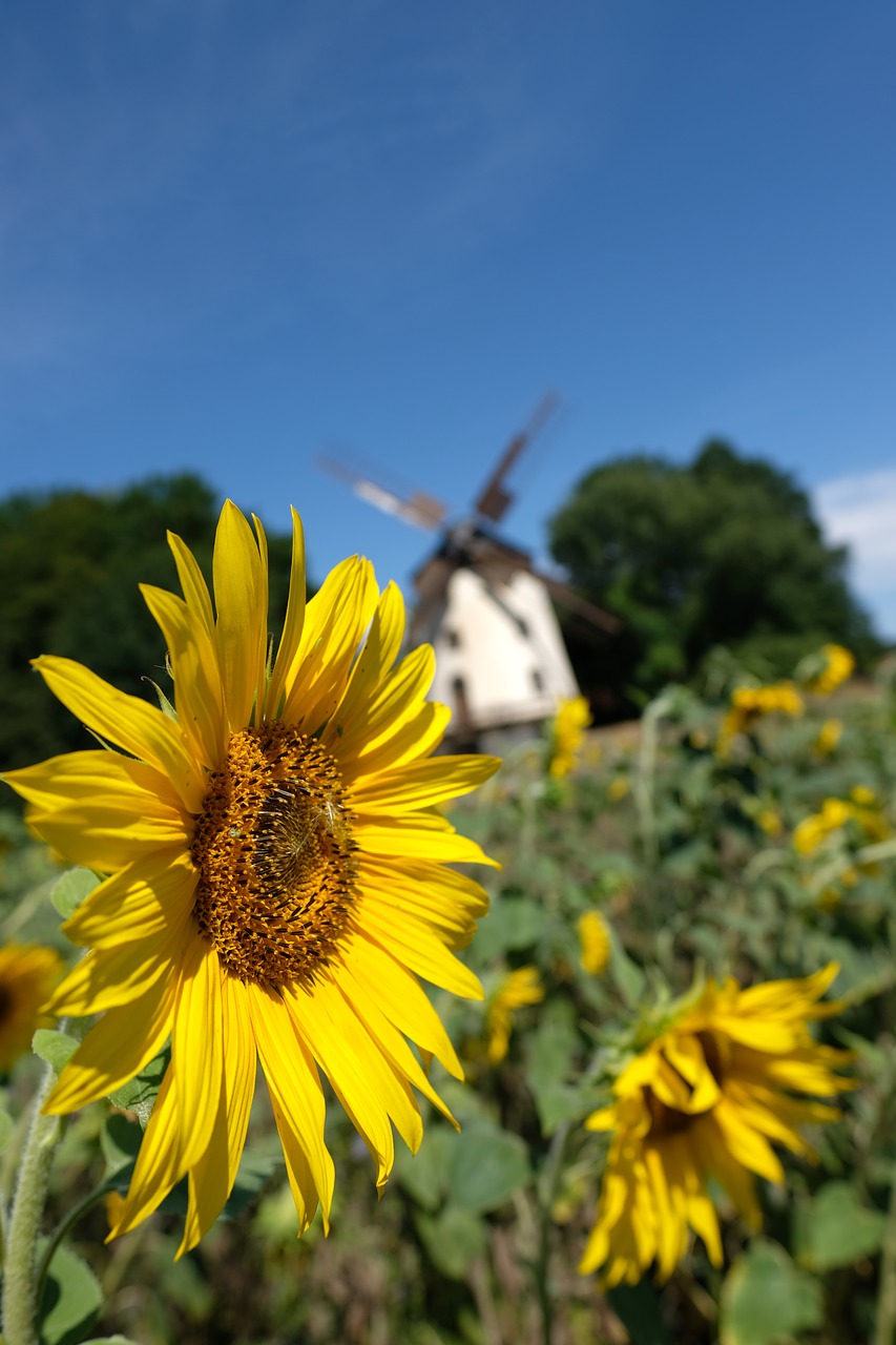 dresden  windmill  sunflower free photo