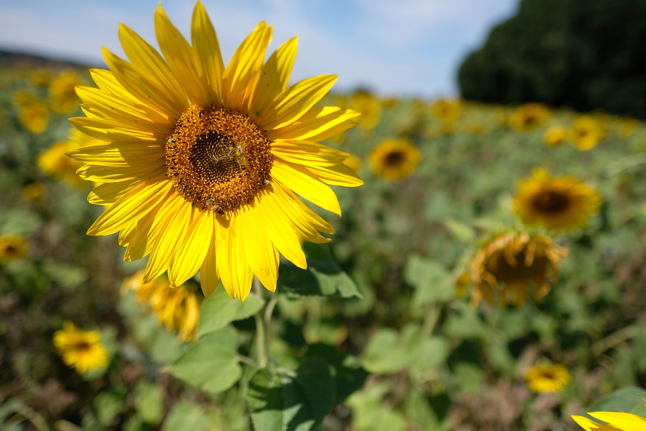 dresden  sunflower  meadow free photo