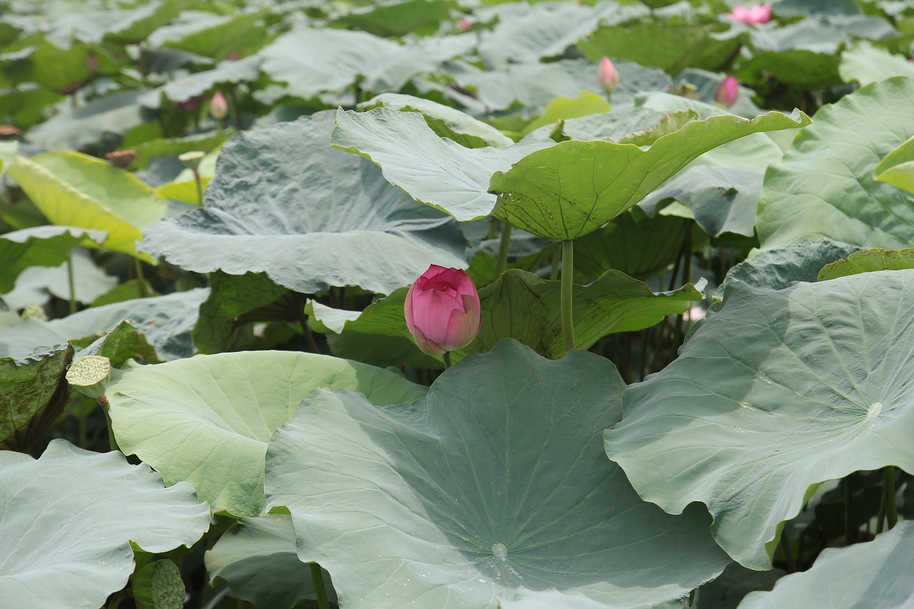 dress flower lotus free photo