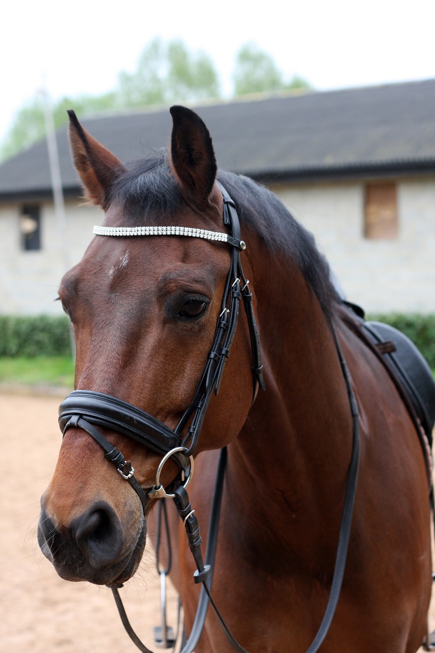 dressage  horse  equestrian free photo