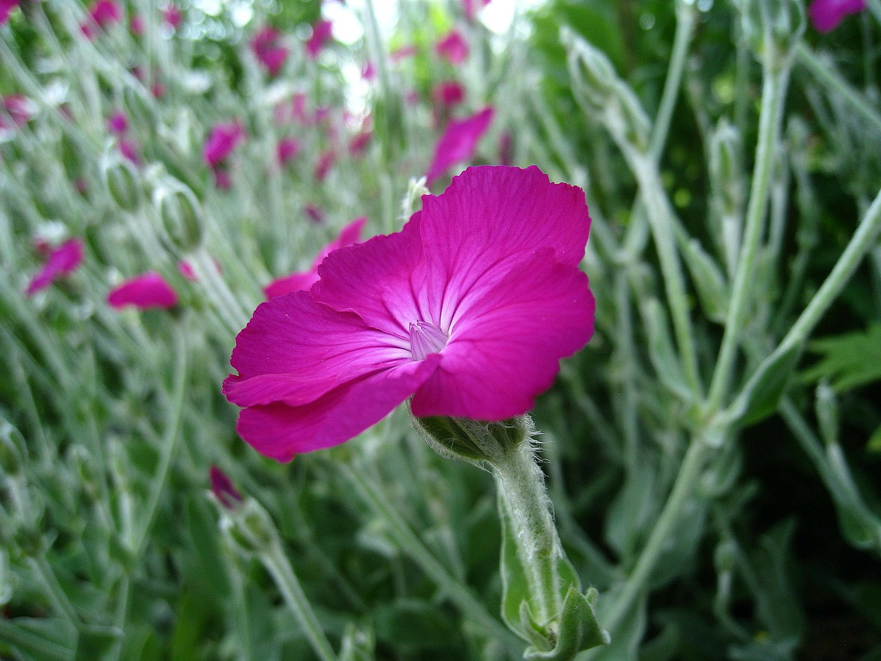 dressed flower pink free photo