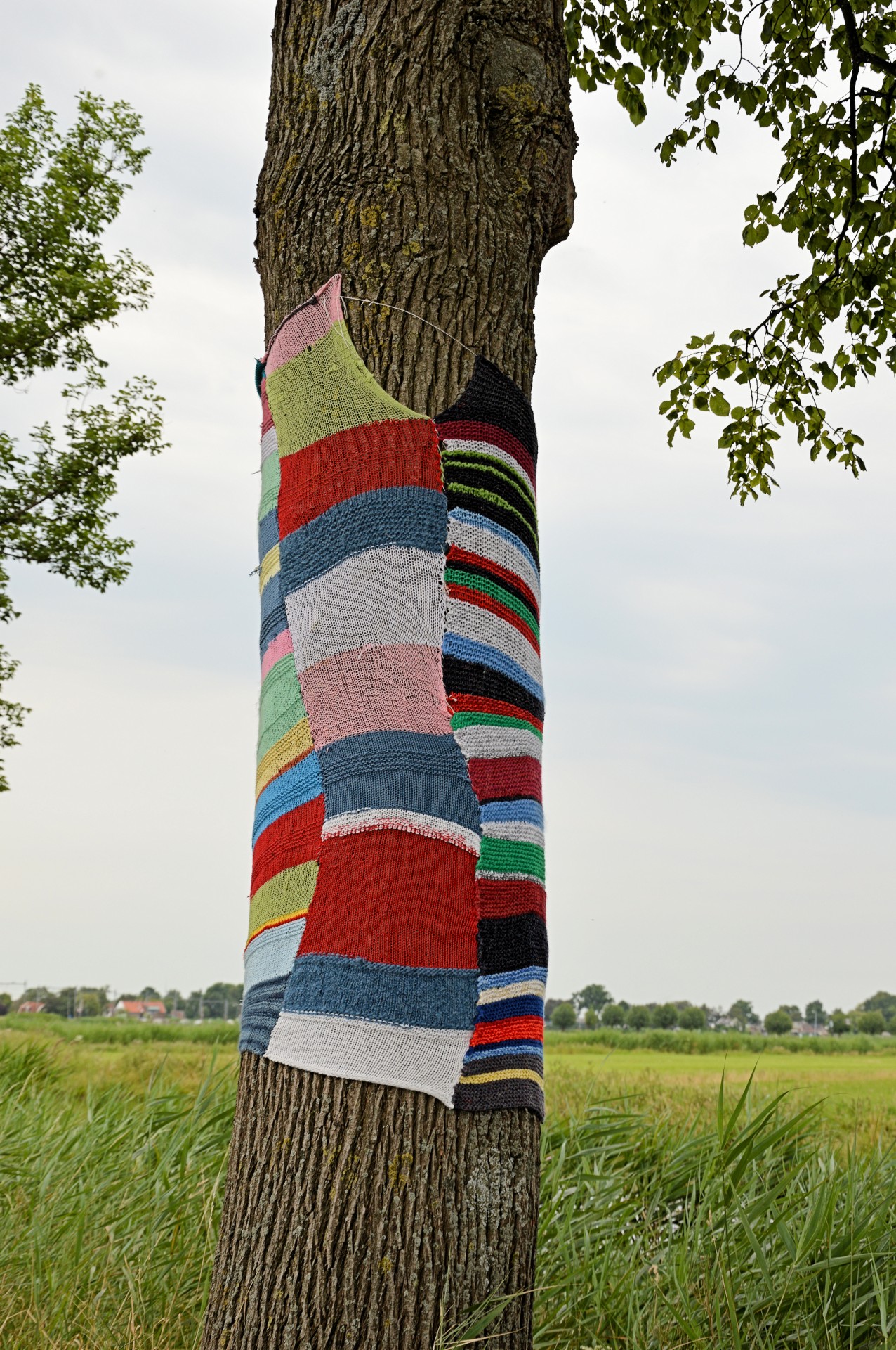 tree dressed sweater free photo