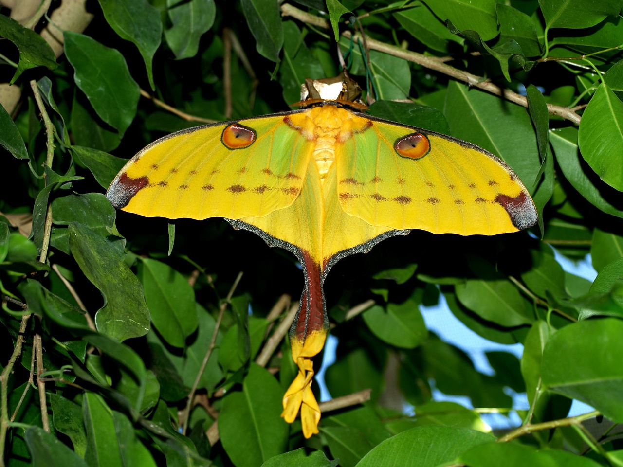 drexel butterfly animal free photo