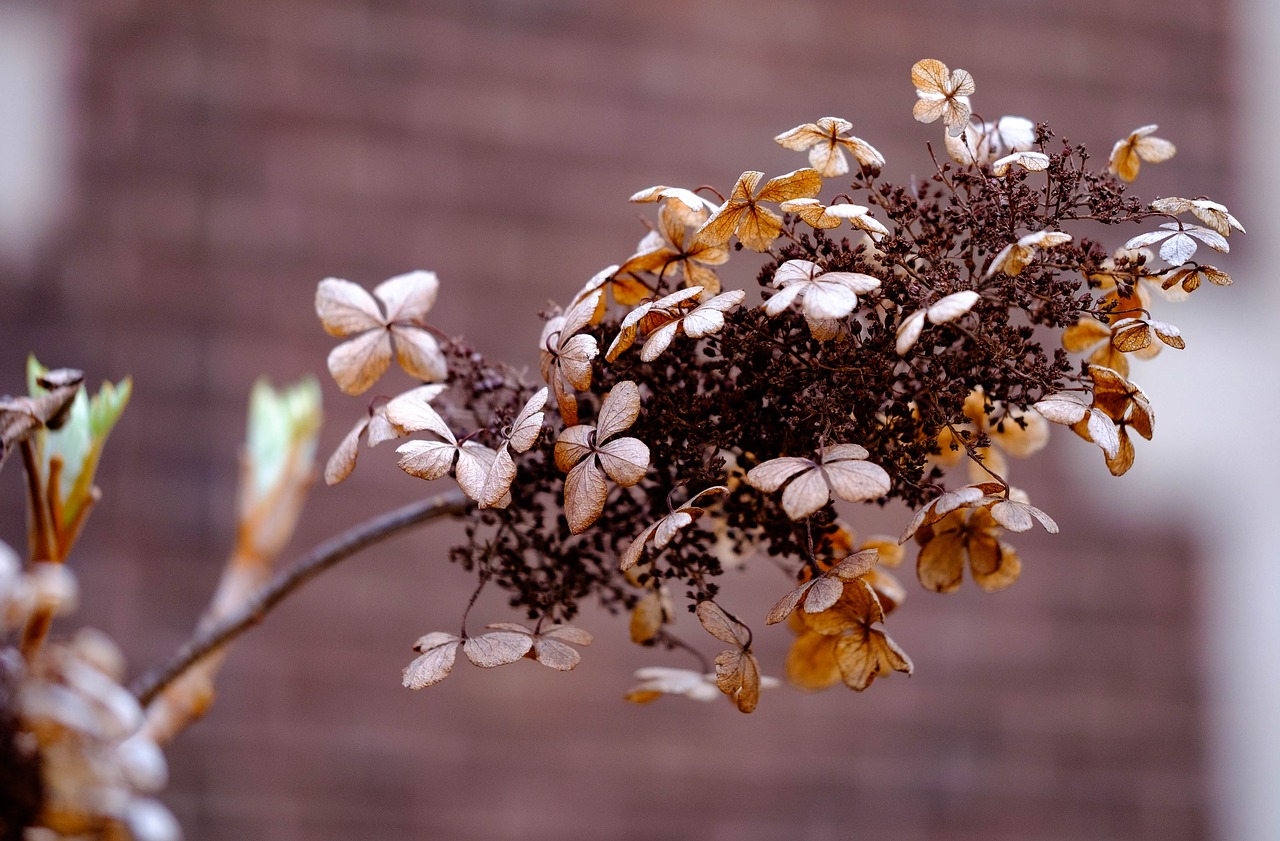 dried  brown  garden free photo