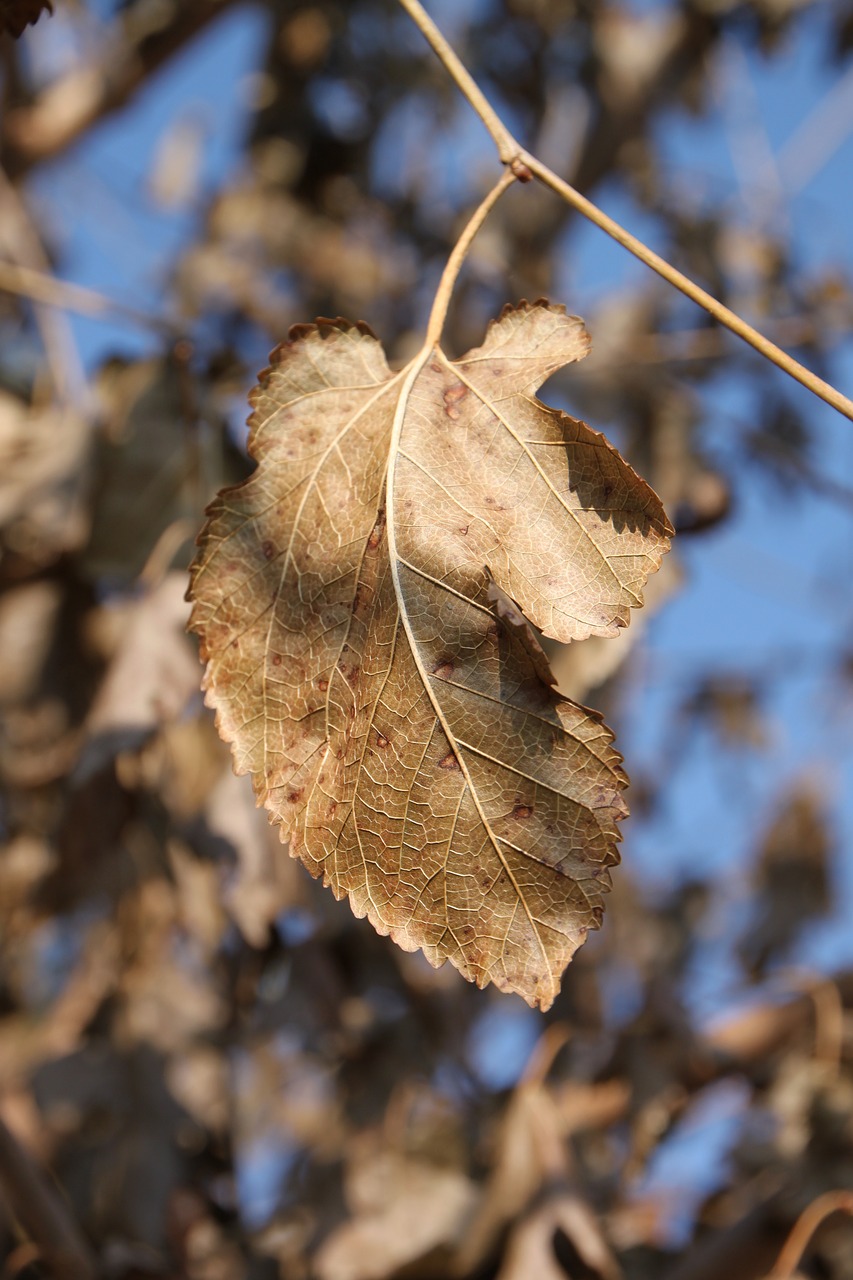 dried leaves mulberry free photo