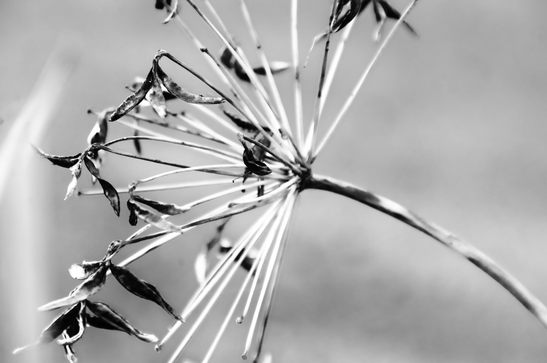 dried agapantus plant free photo