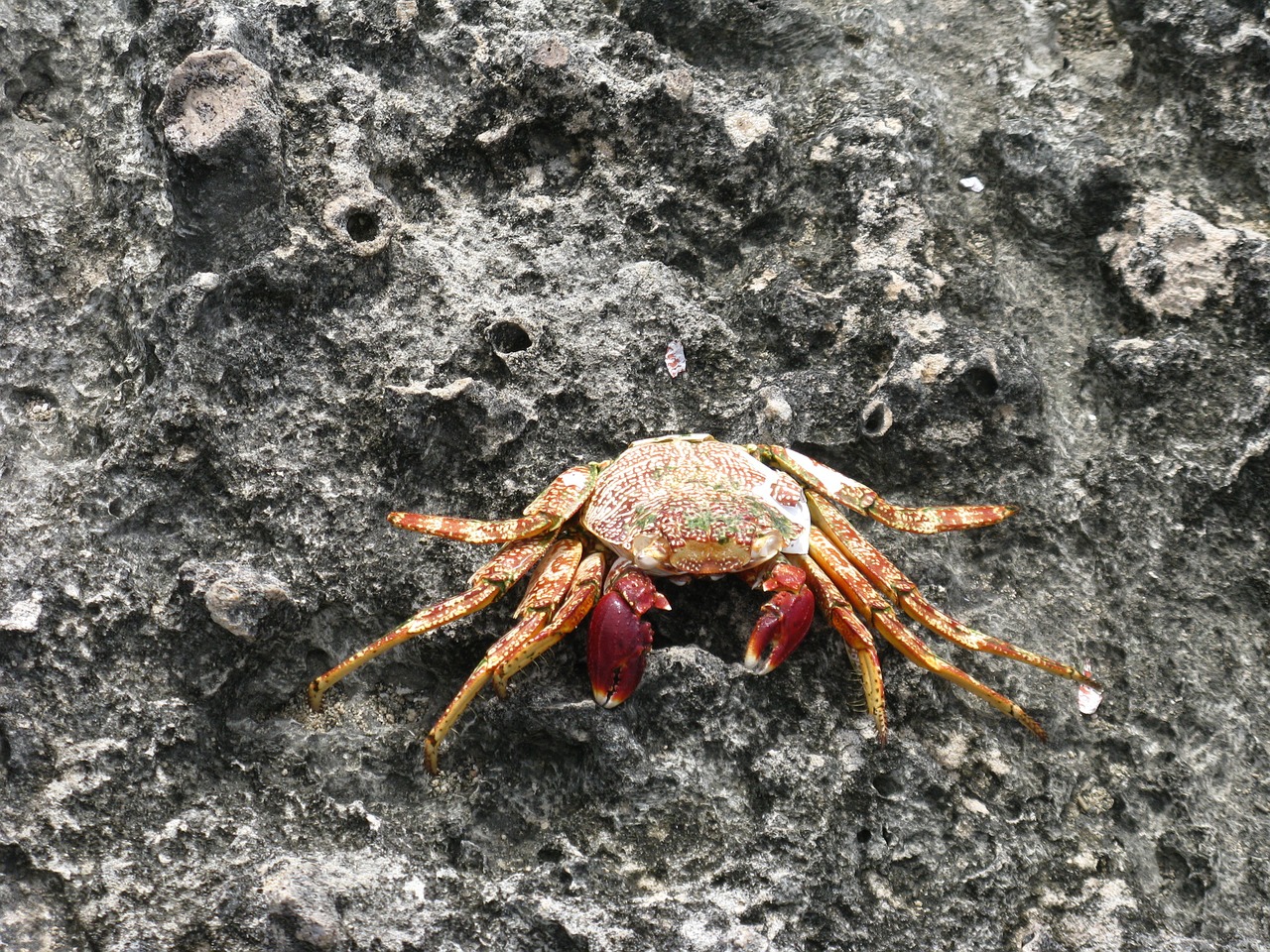 dried crab shell rocks water free photo
