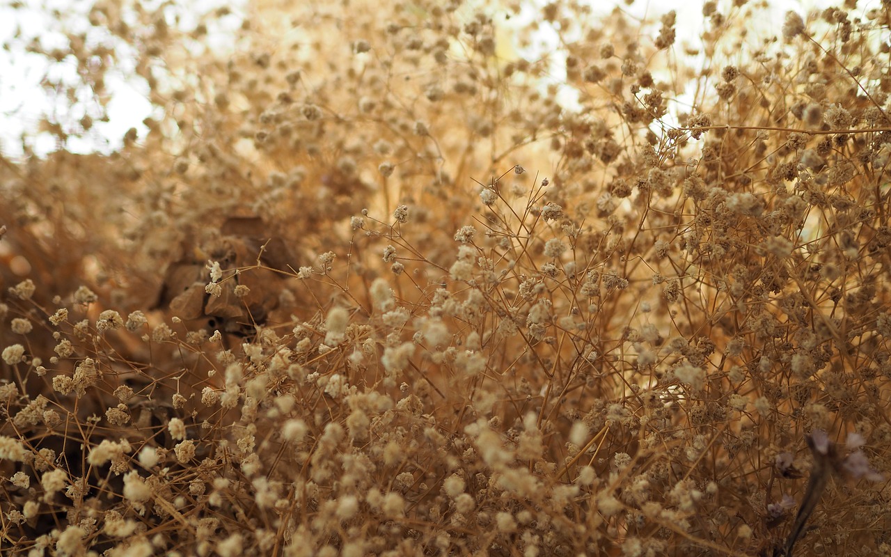 dried flowers flowering grass decorate free photo