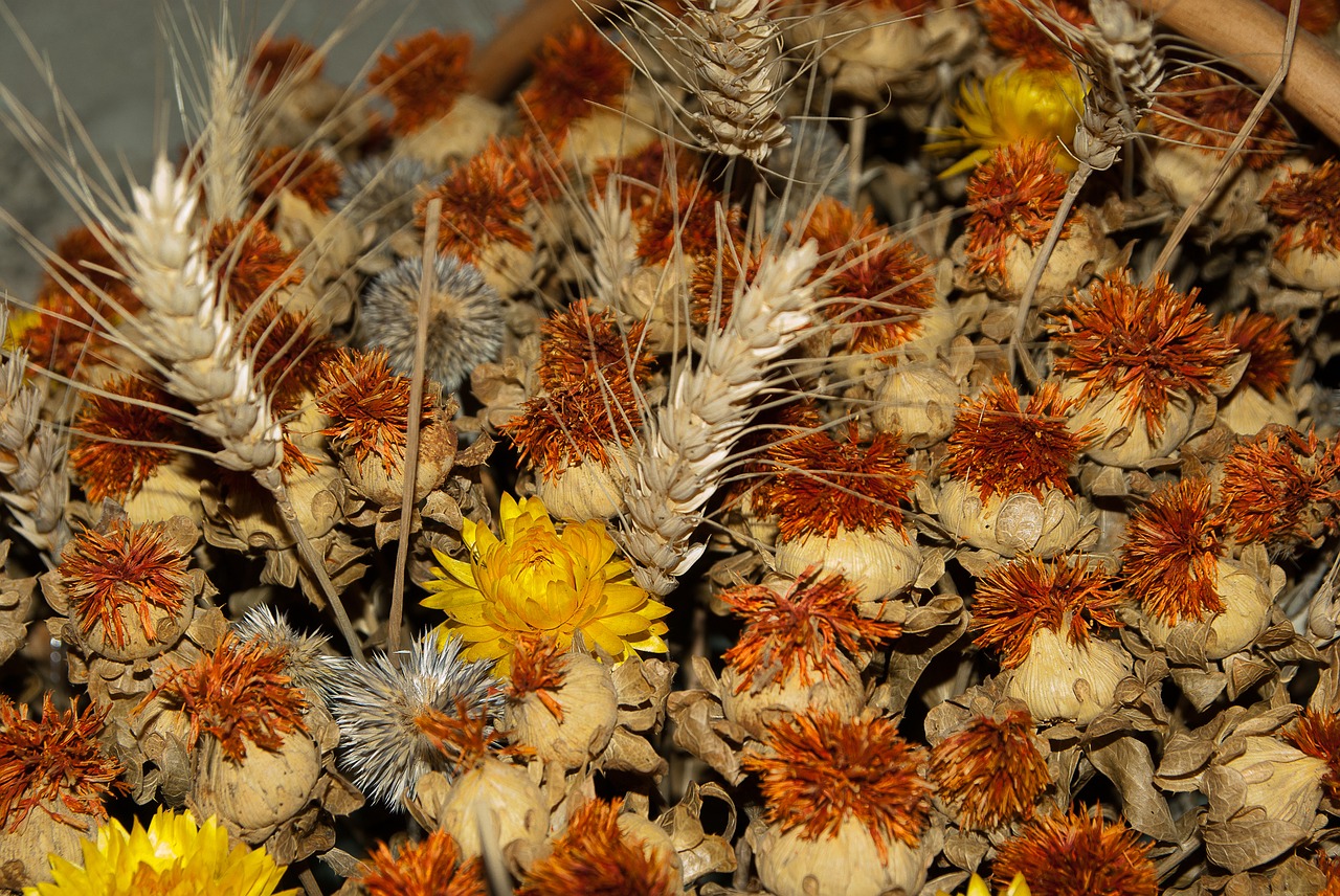 dried flowers spikes wheat free photo