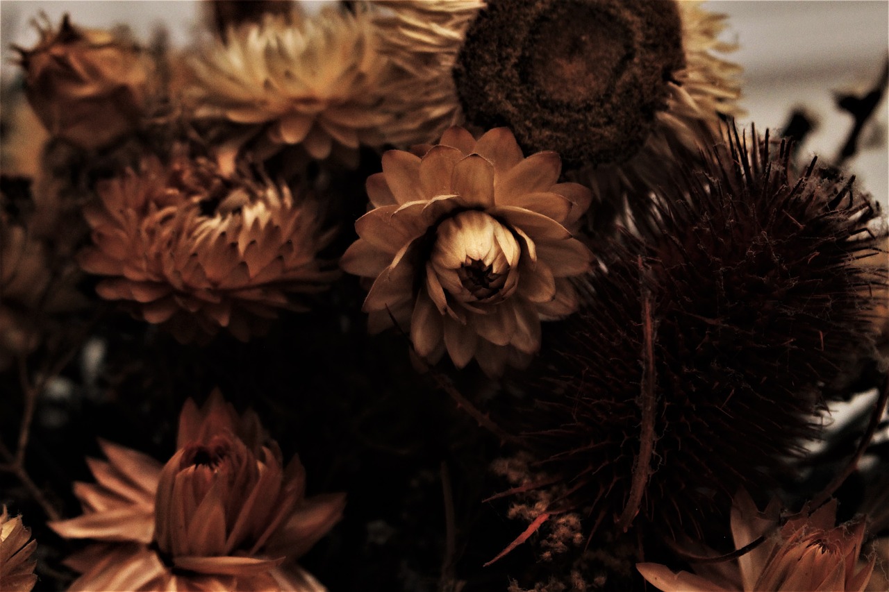 dried flowers past nostalgia free photo