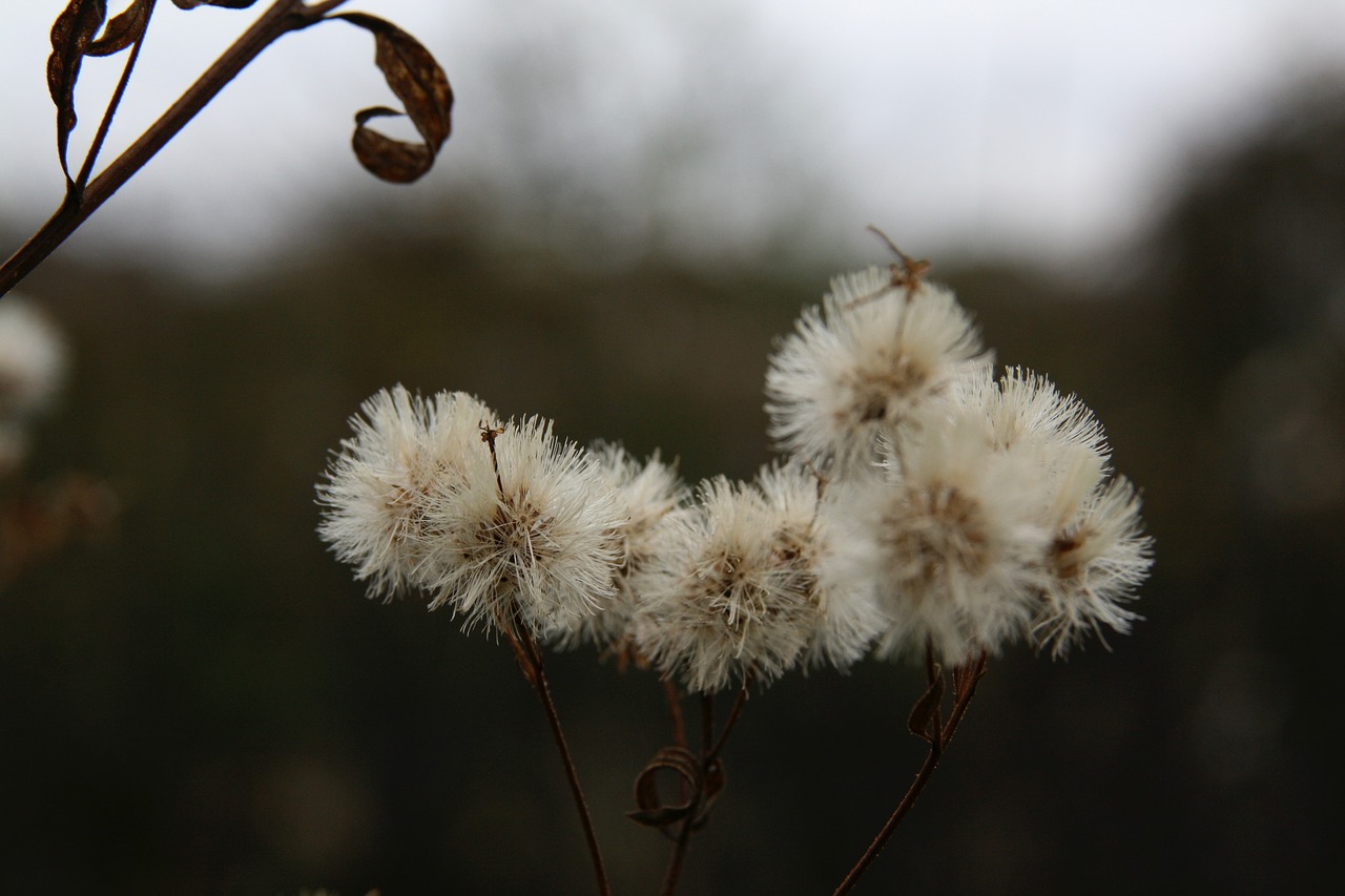 dried flowers  autumn  dry free photo