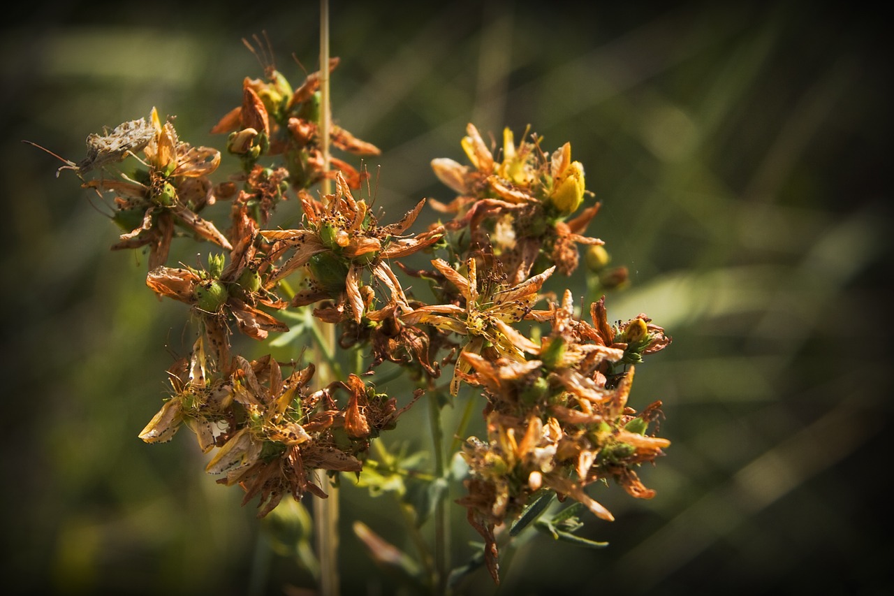 dried flowers autumn nature free photo