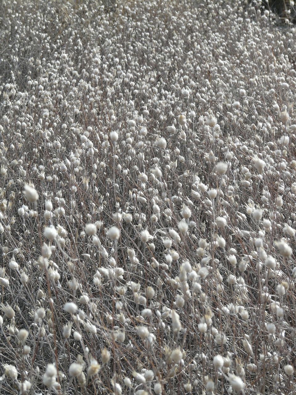 dried flowers white field free photo