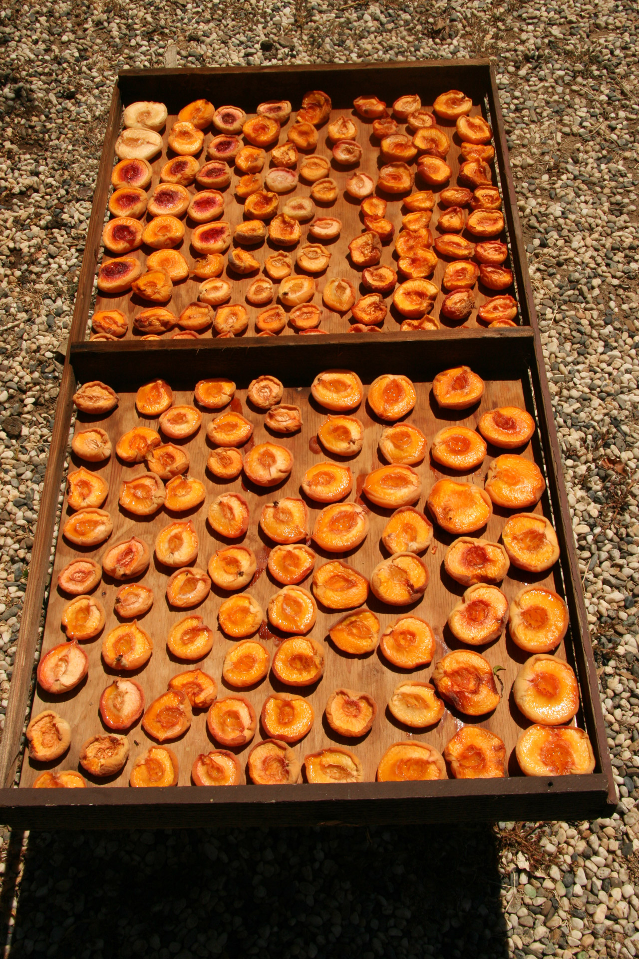 dried fruit dried fruit free photo