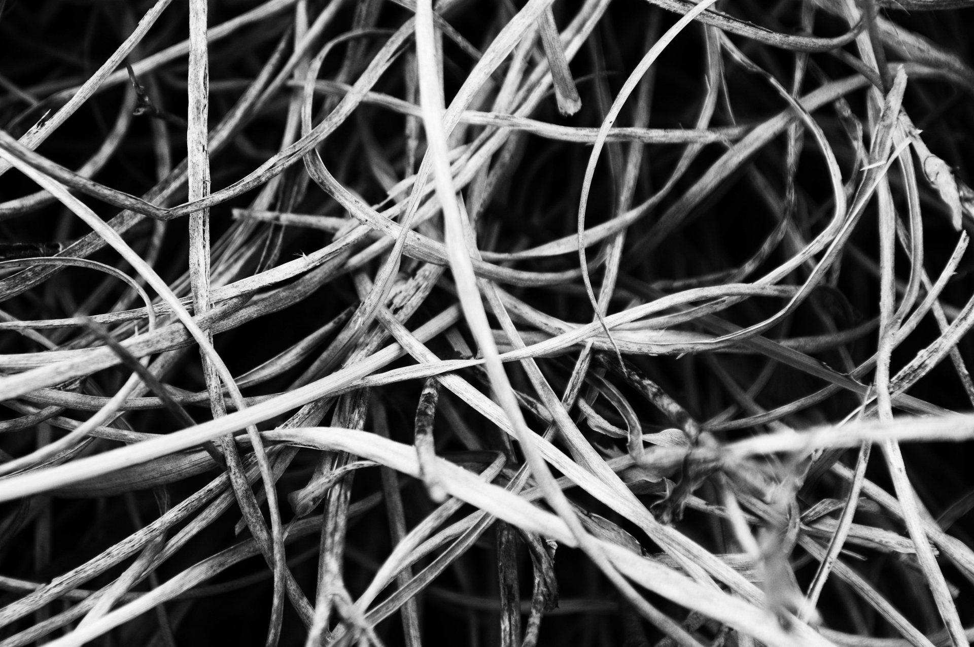 dried grass black white free photo