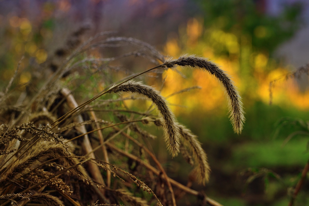 dried herbs cut grass autumn grass free photo